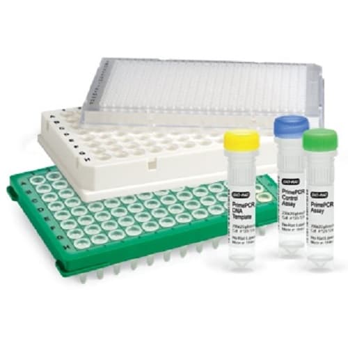 image of product کیت استخراج اسیدهای نوکلئیک (DNA/RNA) ویروسی از سرم و پلاسما DynaBio™ Viral Nucleic Acid (DNA\RNA) Extraction Mini Kit