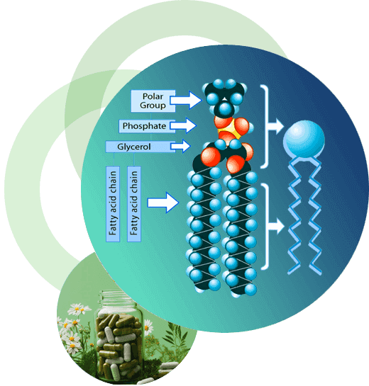 image of product ماده اولیه فسفاتیدیل کولین با خلوص بیشتر از ۸۰%